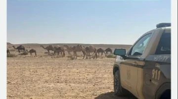 ضبط مواطن بسبب الرعي المخالف في محمية الملك عبدالعزيز وهذه العقوبات بانتظاره